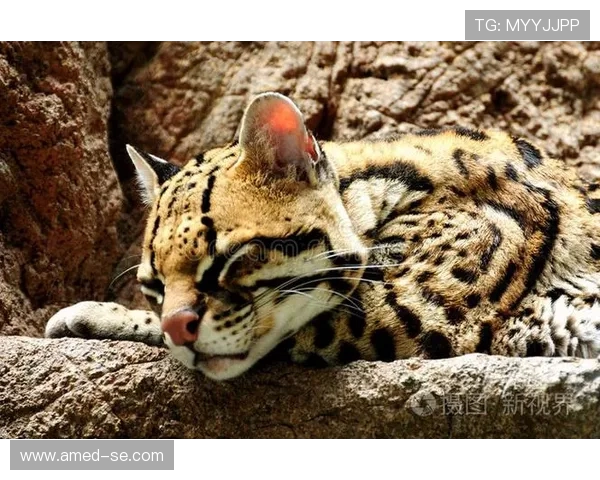 雪豹与美洲虎的生存之争:谁才是野生动物界的真正霸主